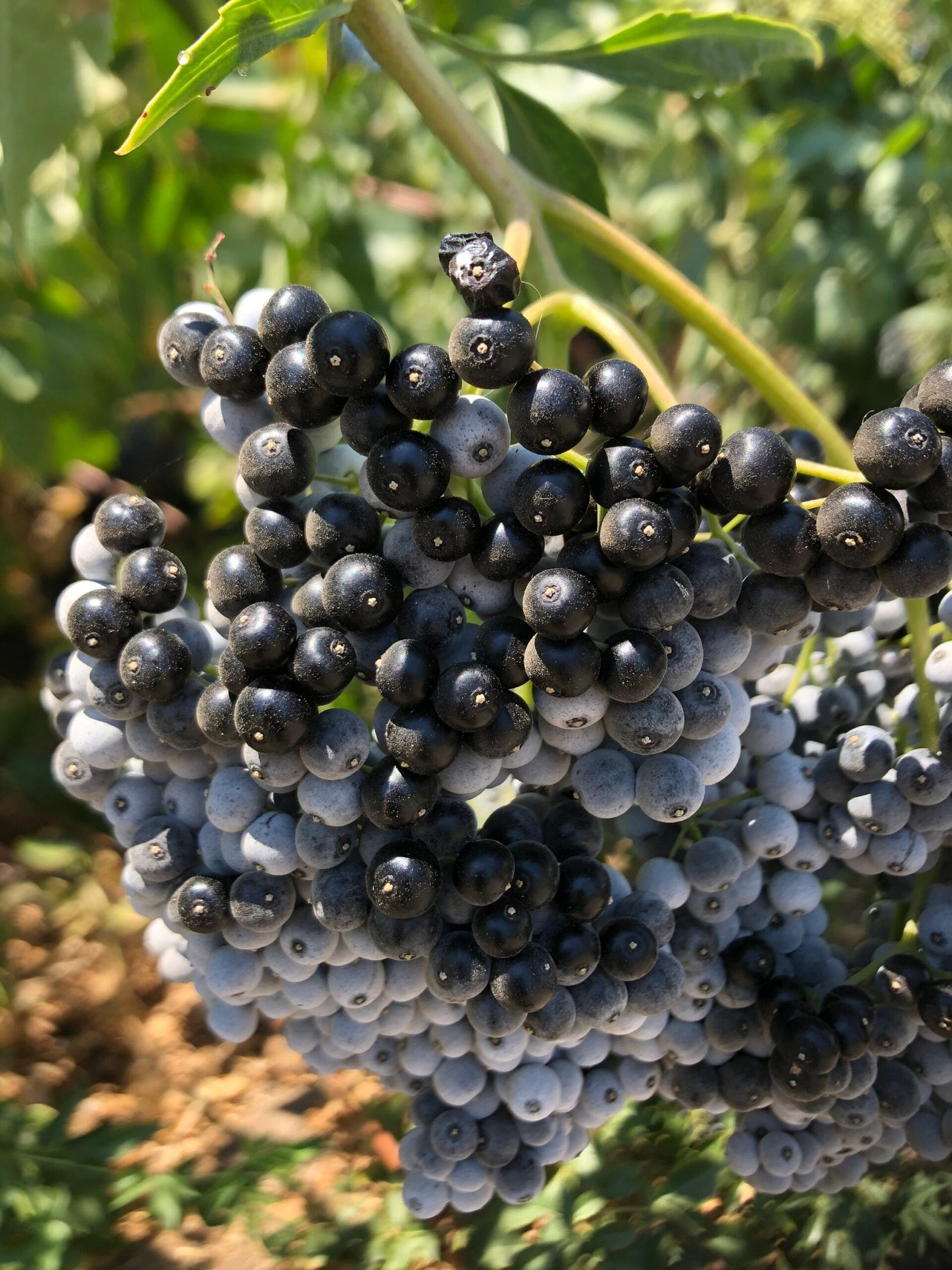 il_fullxfull.2425603936_dz5u.jpg 0|